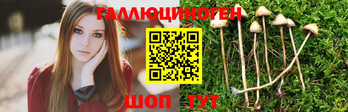 Ачинск  Псилоцибиновые грибы Psilocybine cubensis  Вход с VPN  Псилоцибиновые грибы Cubensis 